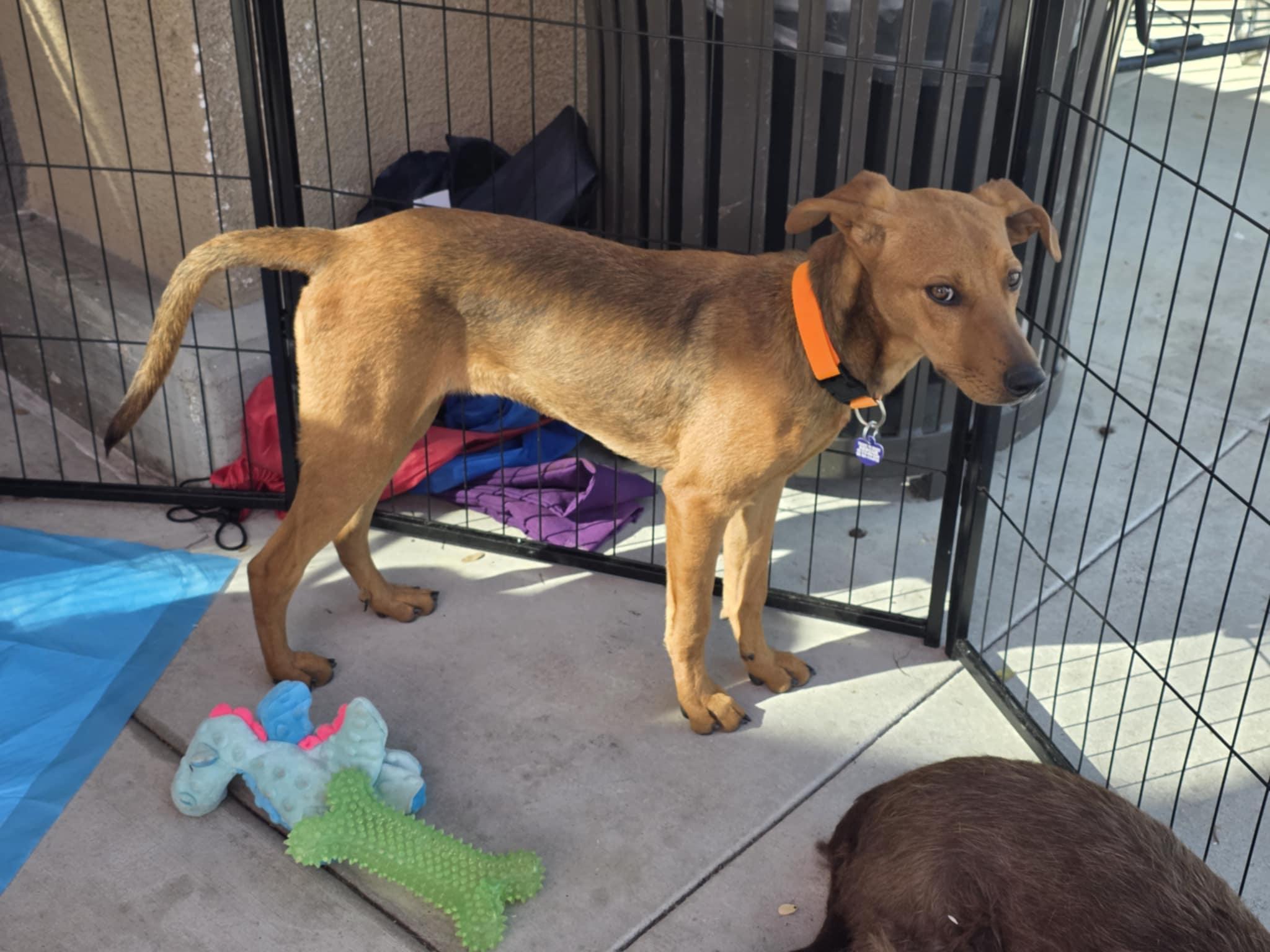 Enlarge Banana, a Adoptable mixed breed in Encinitas, CA image 4/4