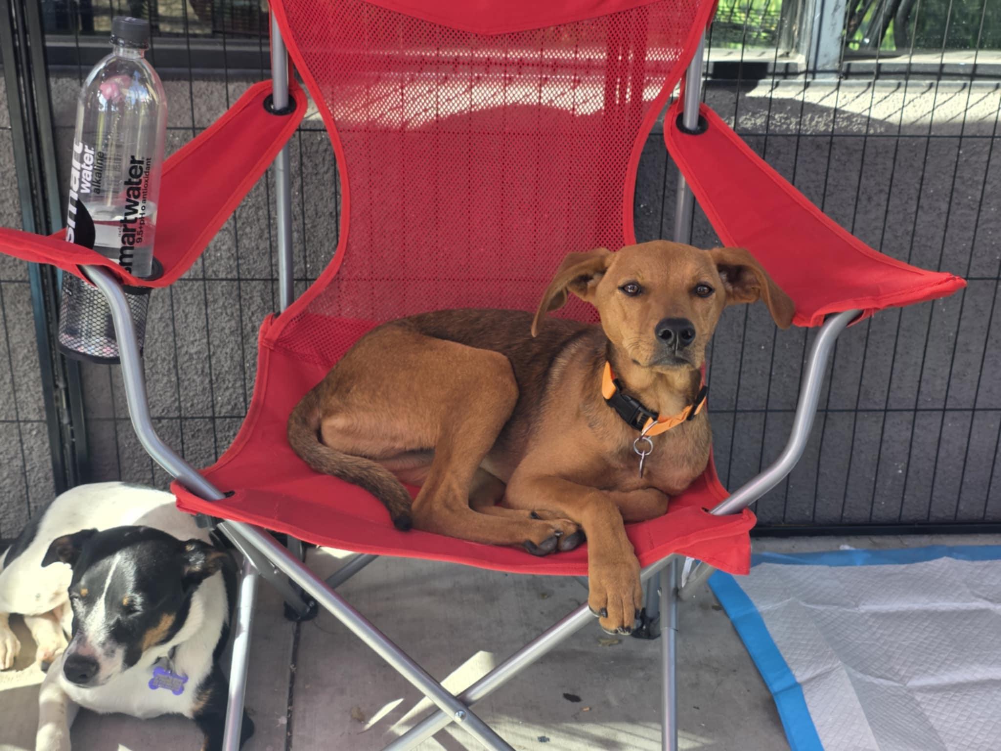 Enlarge Banana, a Adoptable mixed breed in Encinitas, CA image 3/4