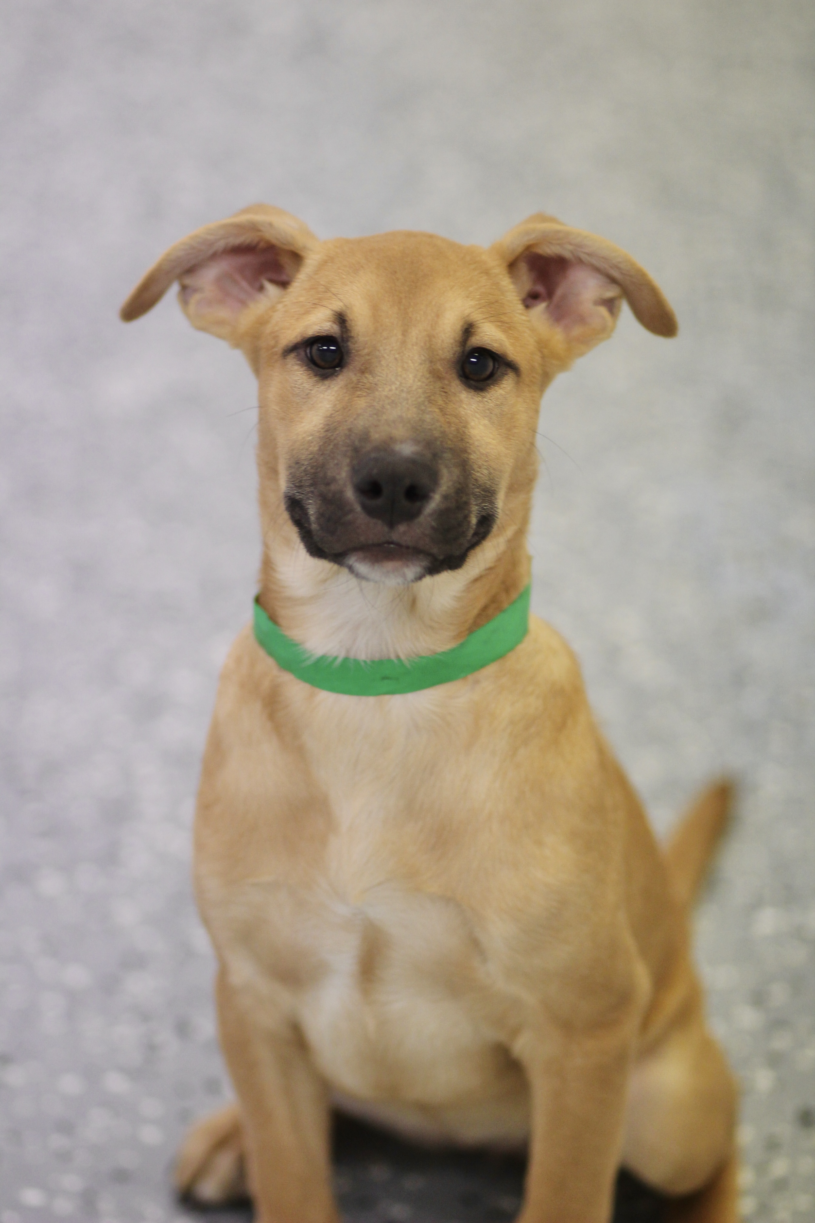 Dog for adoption Adele in NH! Come Meet our Adoptable Dogs Wednesday