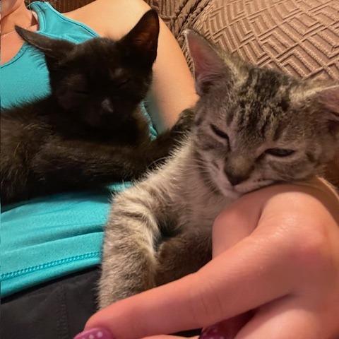 Marsha, Adoptable, Young Female Domestic Short Hair.
