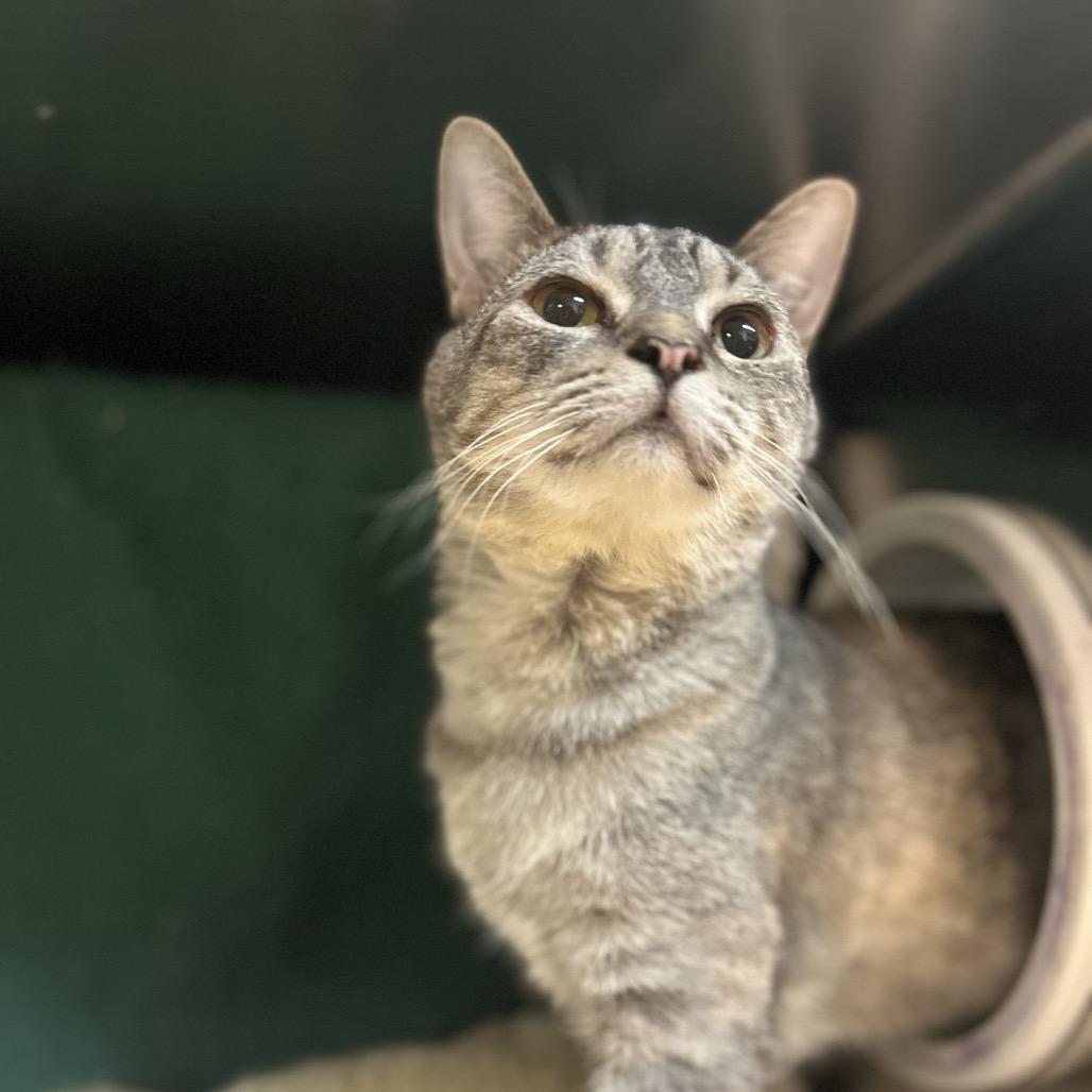 Marsha, a Adoptable Domestic Short Hair in Charlottesville, VA image 4/6