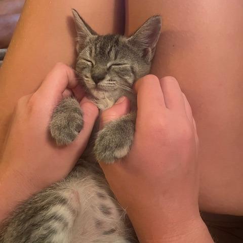 Marsha, a Adoptable Domestic Short Hair in Charlottesville, VA image 5/6