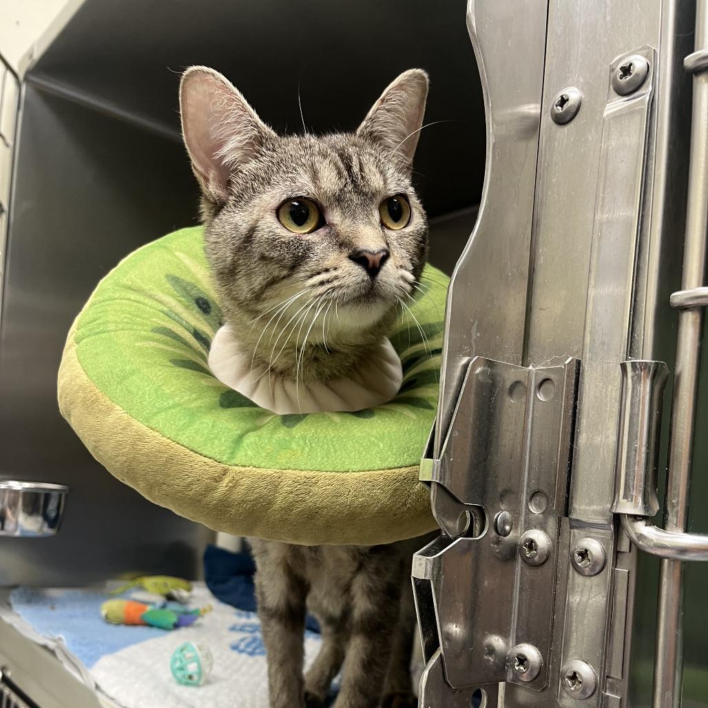 Marsha, a Adoptable Domestic Short Hair in Charlottesville, VA image 6/6