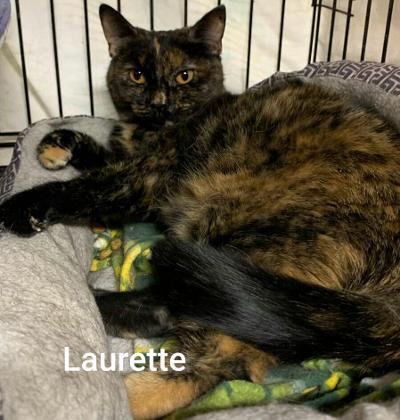 Laurette photo 3