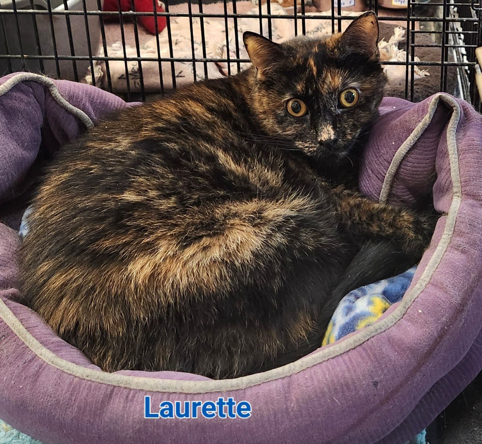 Laurette photo 6