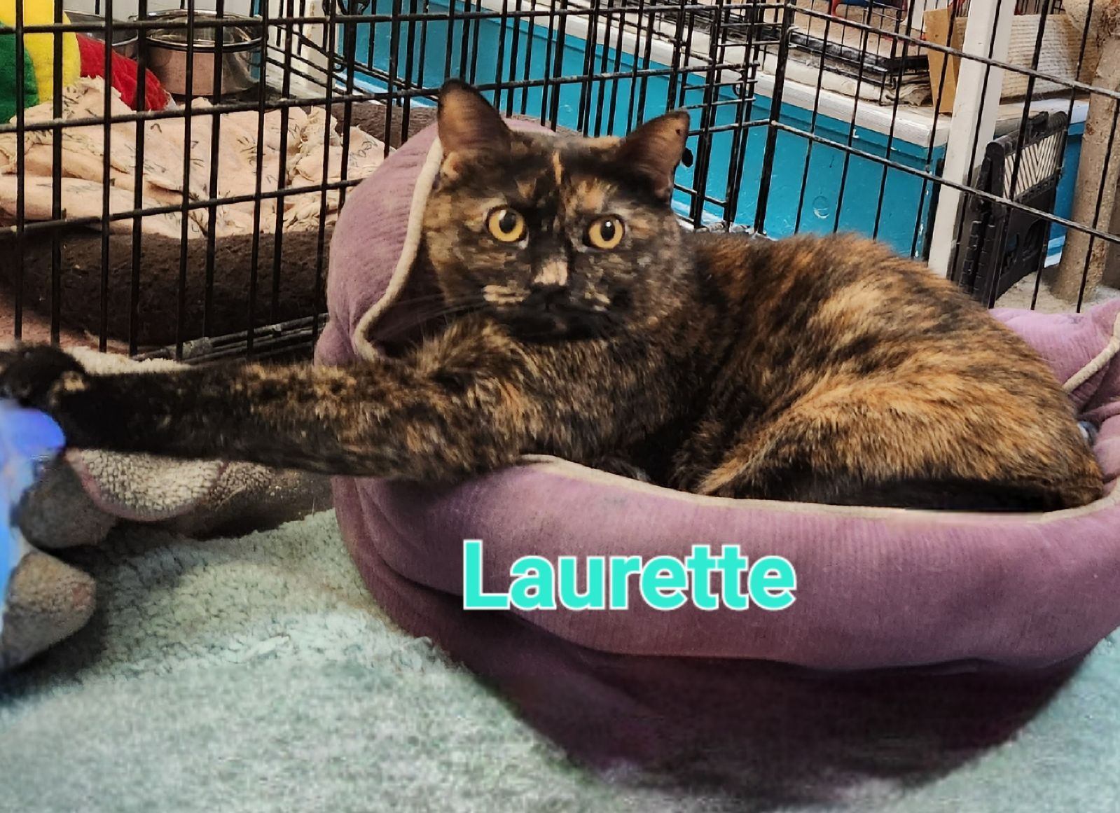 Laurette photo 1
