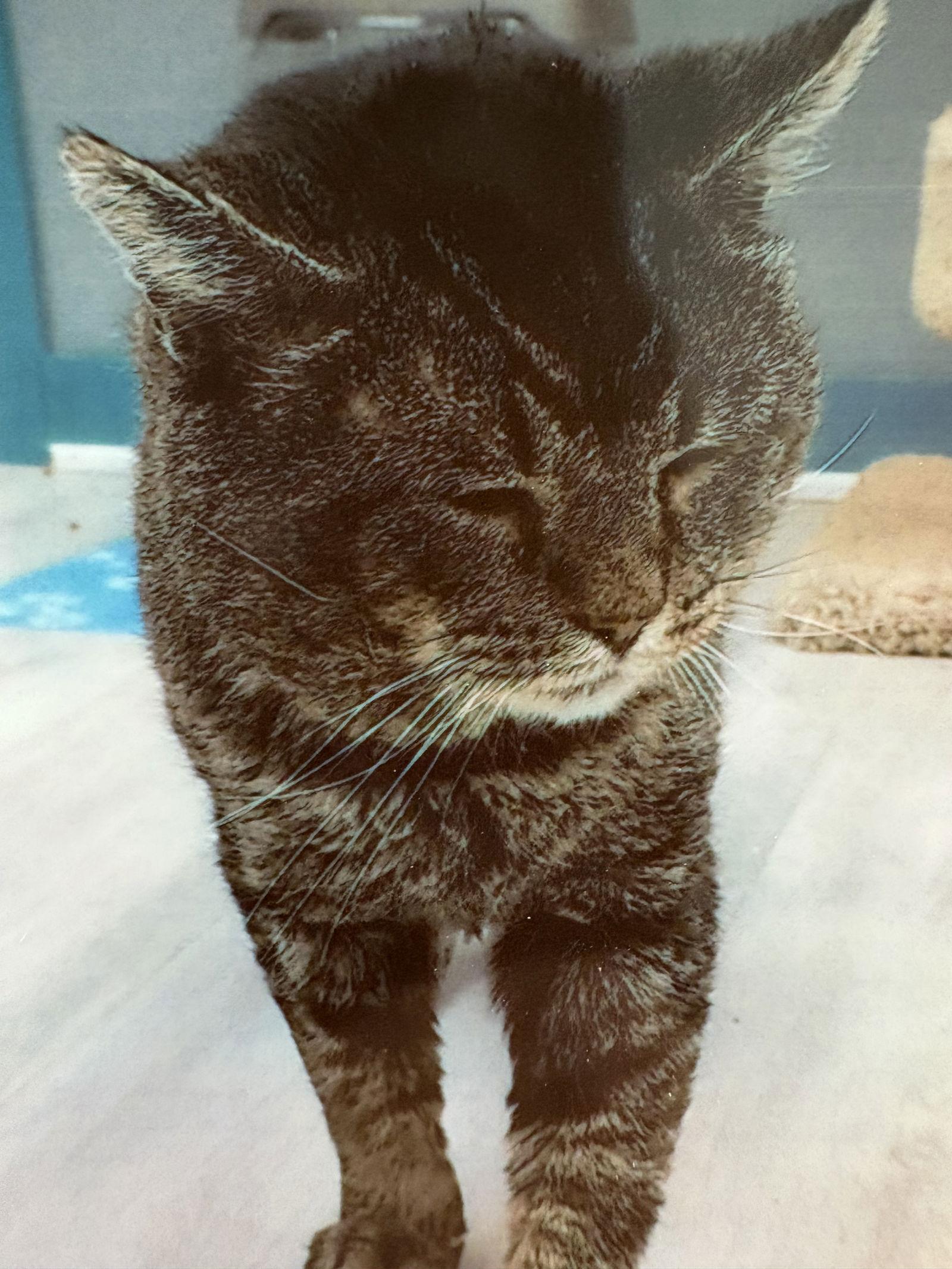 Popeye, Adoptable, Young Female Domestic Short Hair.