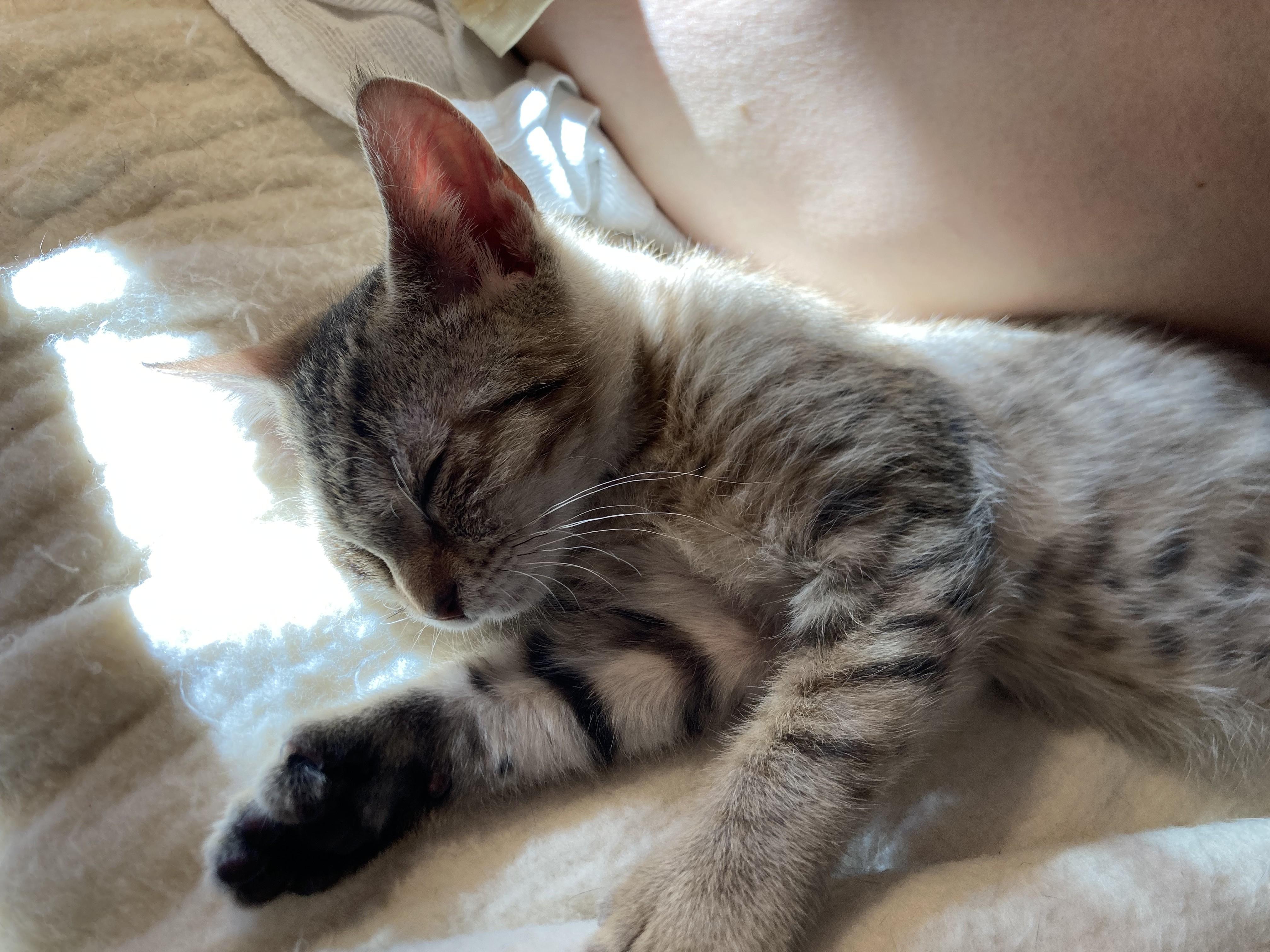 Enlarge Petrie, a Adoptable mixed breed in Knoxville, TN image 4/5