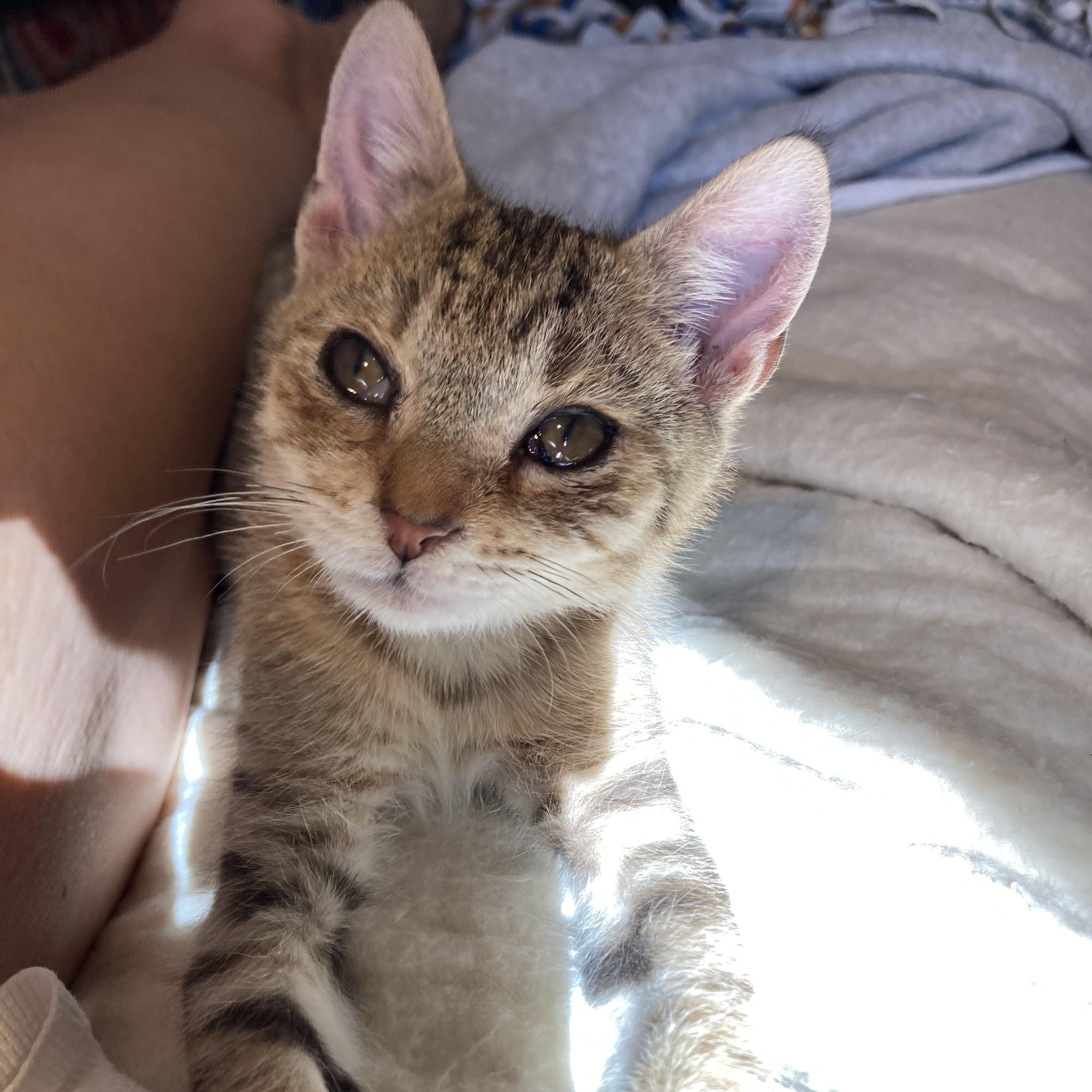 Enlarge Petrie, a Adoptable mixed breed in Knoxville, TN image 3/5