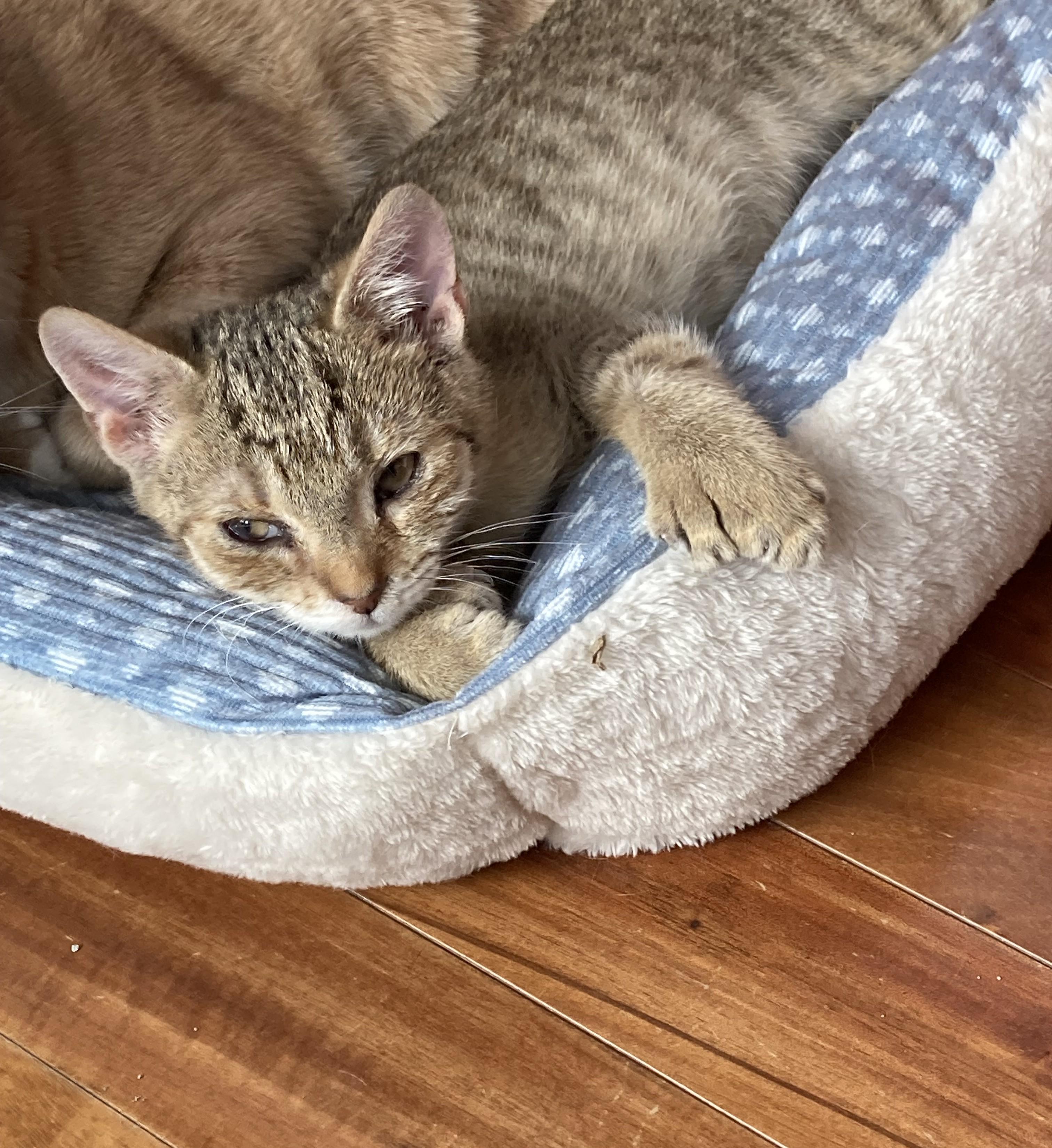 Enlarge Petrie, a Adoptable mixed breed in Knoxville, TN image 2/5