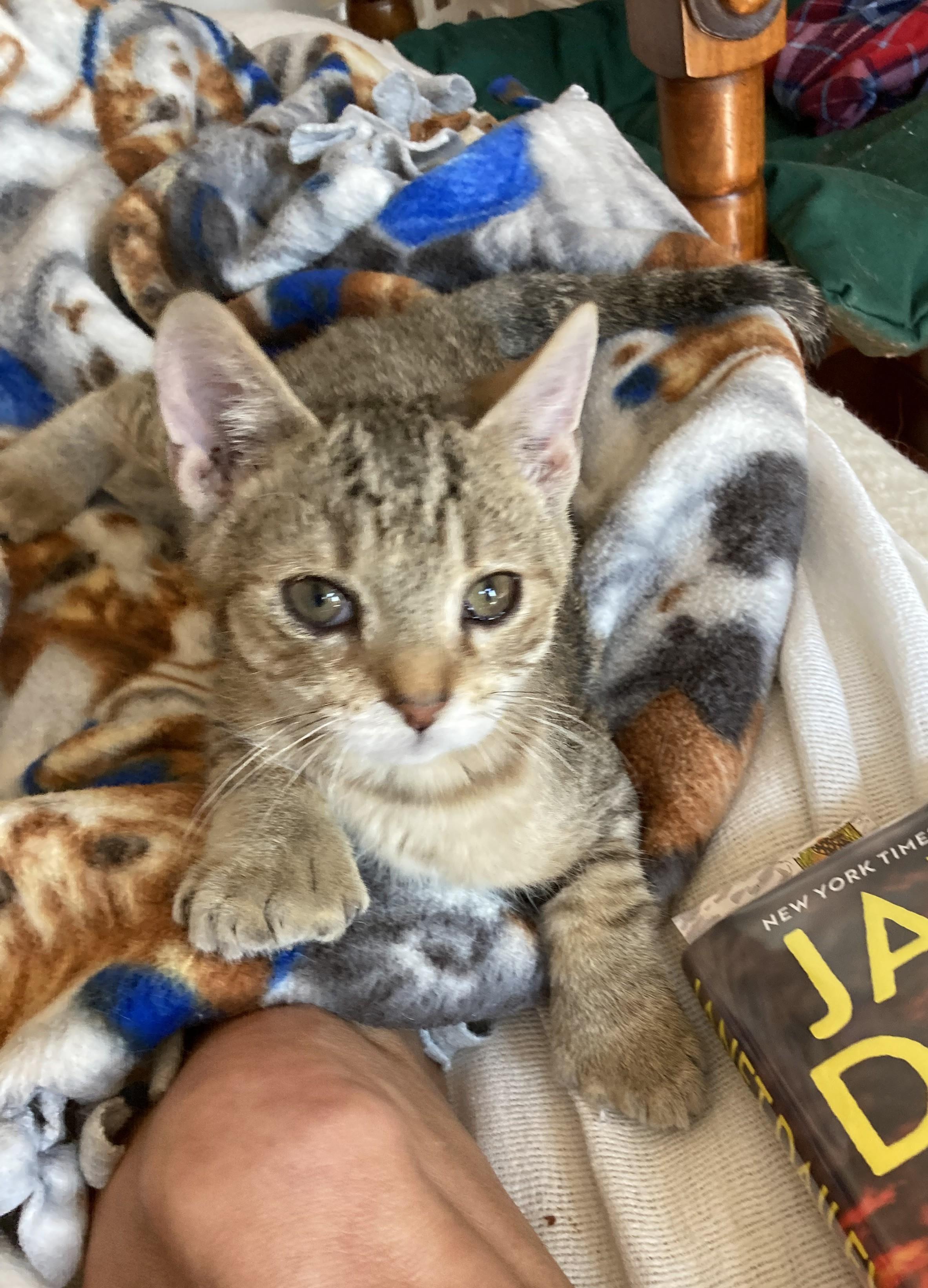 Petrie, Adoptable, Kitten Male Extra-Toes Cat / Hemingway Polydactyl & Domestic Short Hair.
