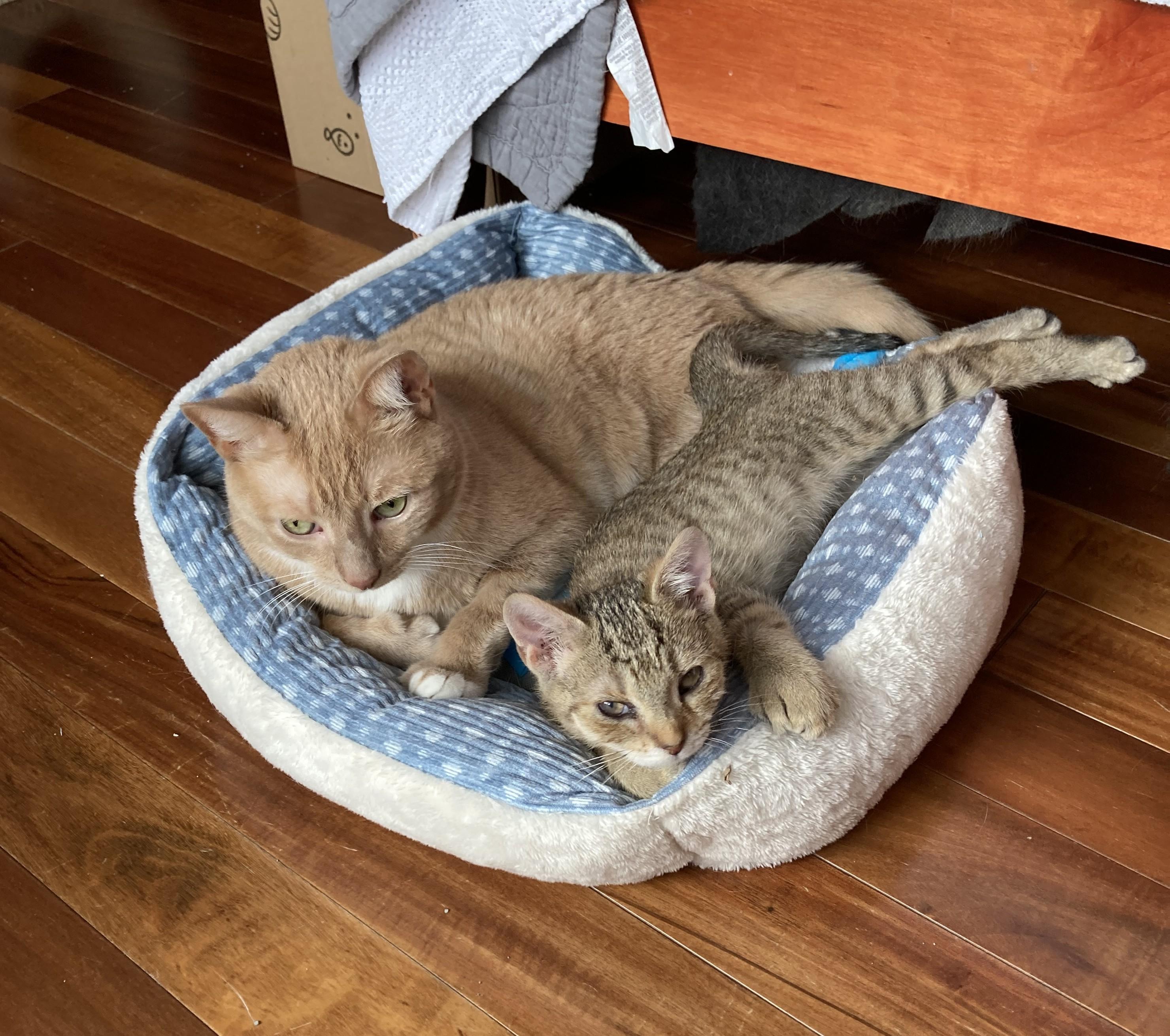 Enlarge Petrie, a Adoptable mixed breed in Knoxville, TN image 5/5