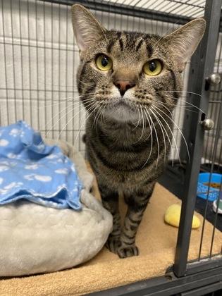 Enlarge Chase, a Adoptable Domestic Short Hair in Norfolk, VA image 1/1