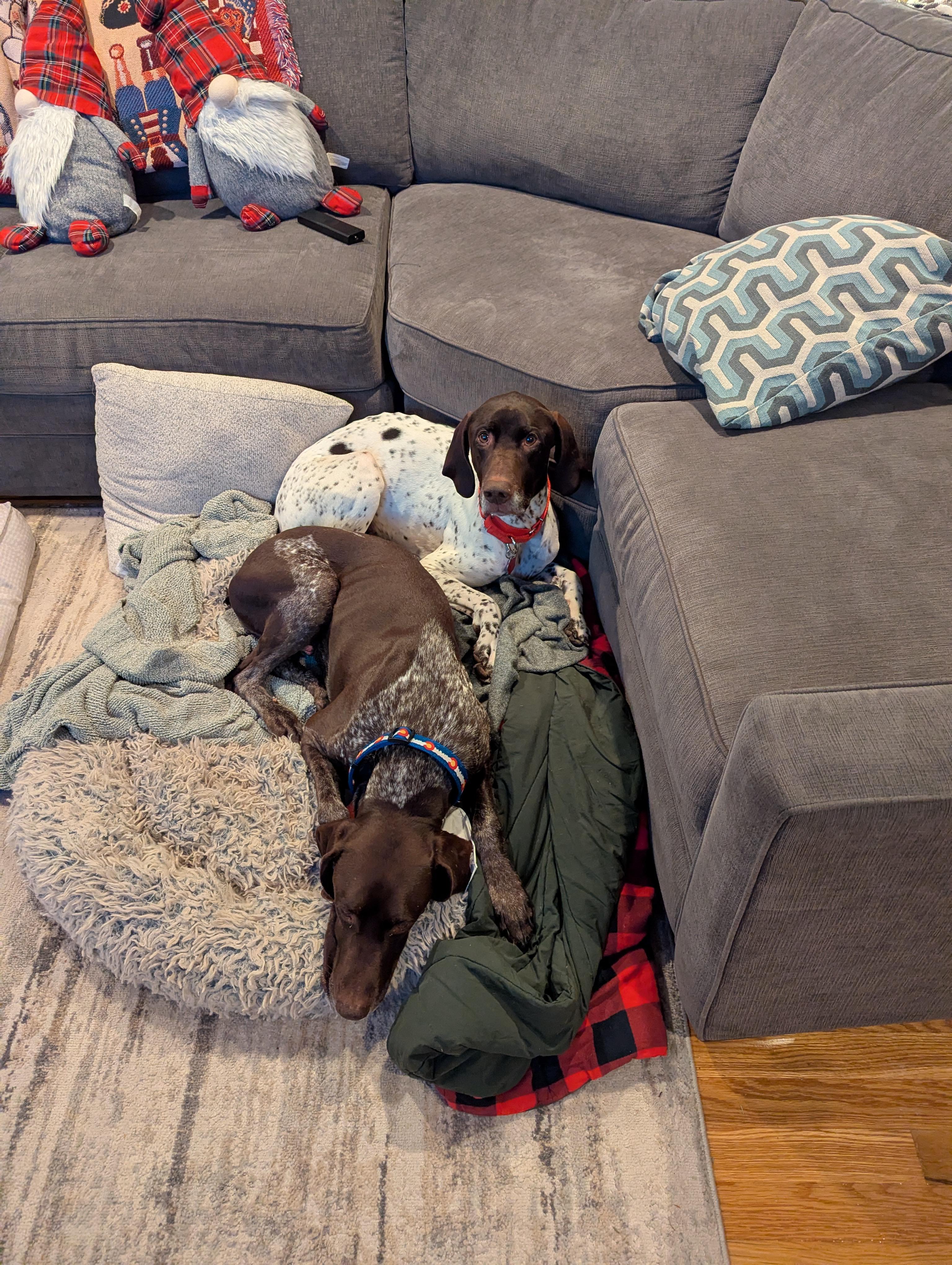 Enlarge Ryker, a ADOPTABLE German Shorthaired Pointer in Tewksbury, MA image 5/6