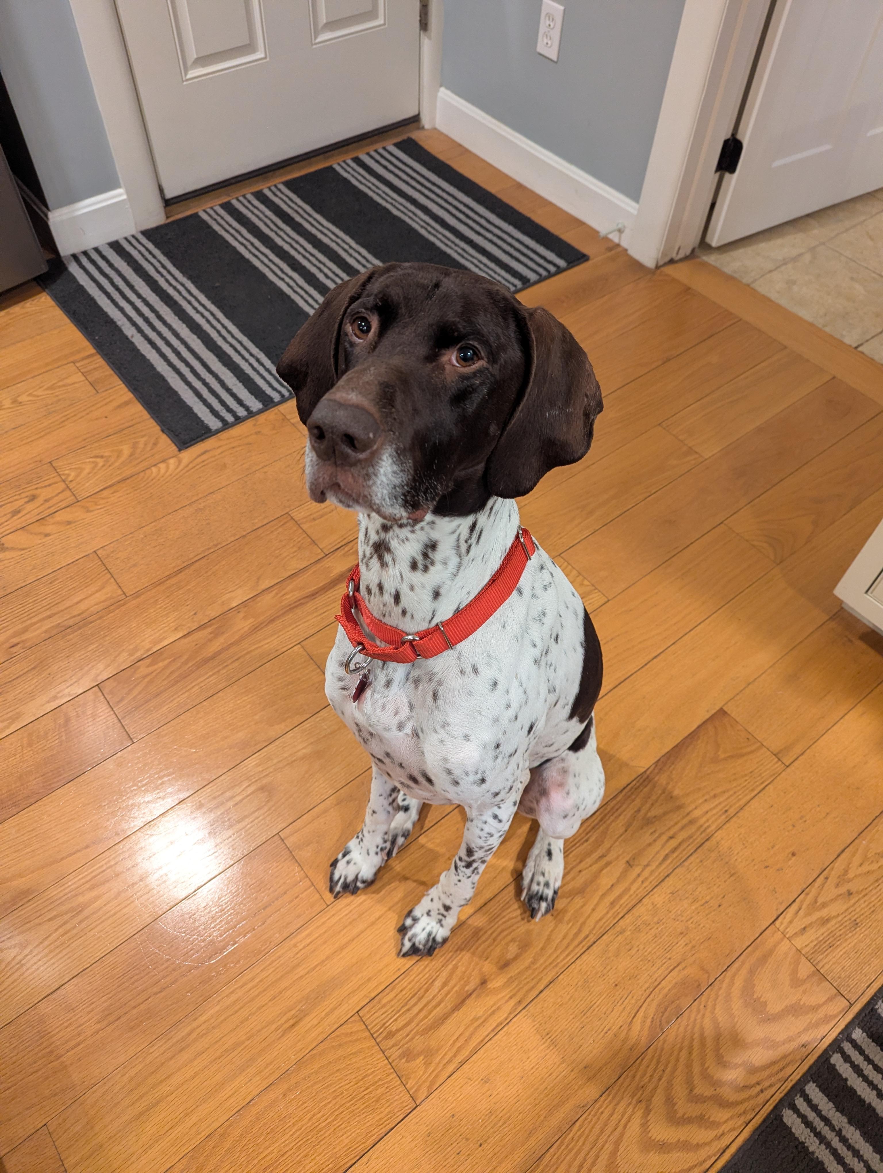 Ryker, ADOPTABLE, Adult Male German Shorthaired Pointer.