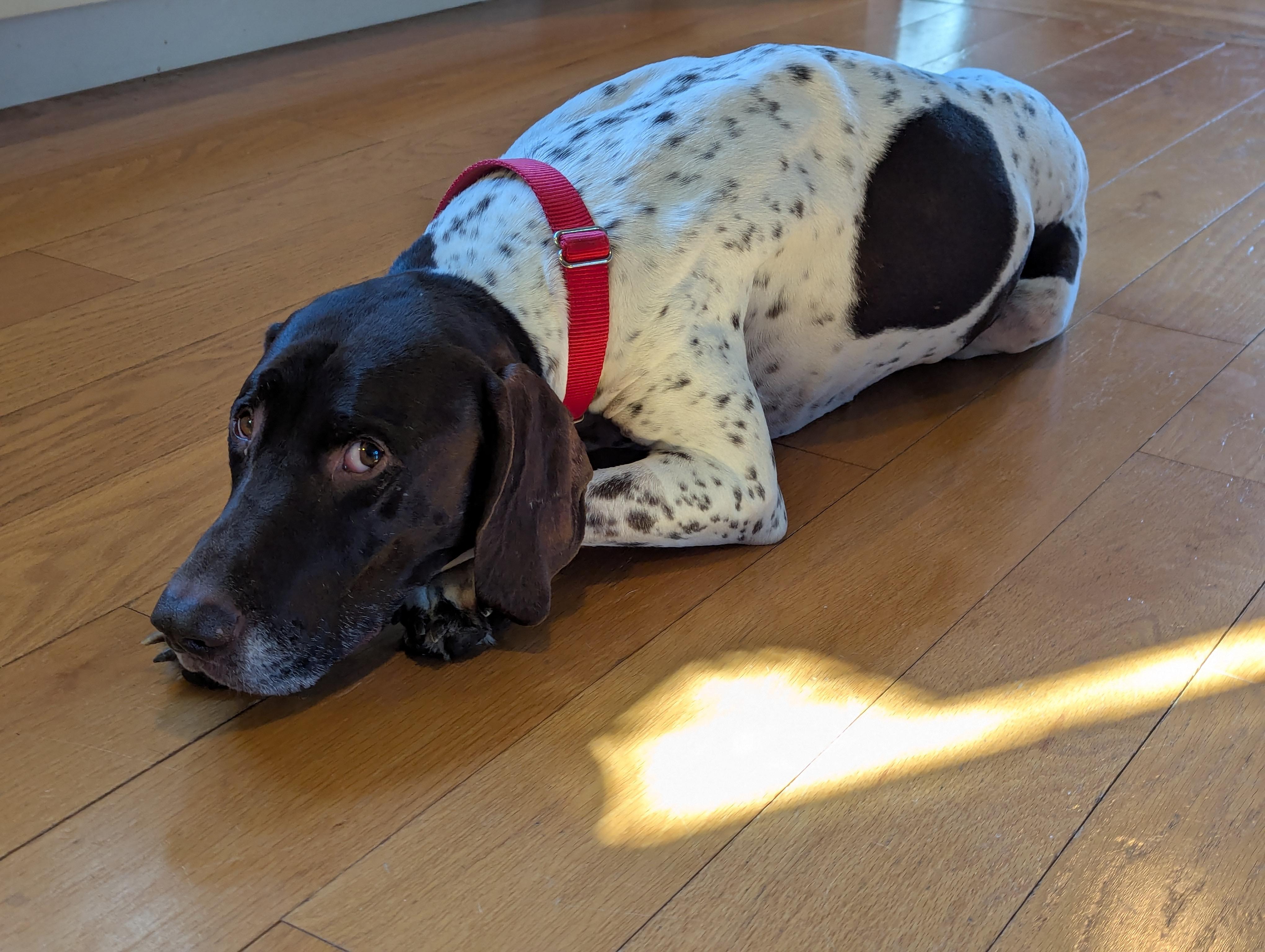Enlarge Ryker, a ADOPTABLE German Shorthaired Pointer in Tewksbury, MA image 2/6