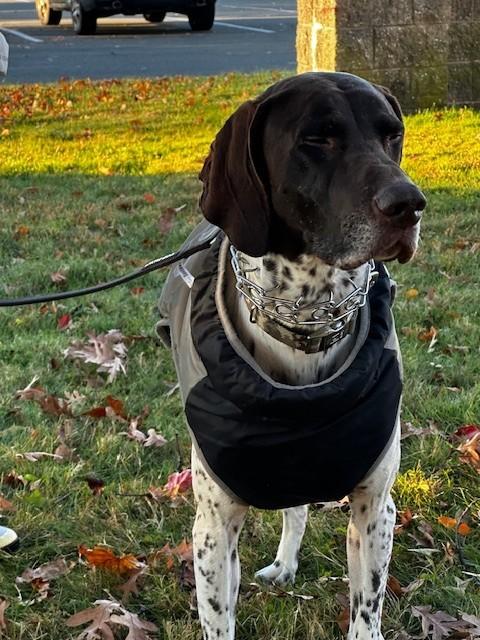 Enlarge Ryker, a ADOPTABLE German Shorthaired Pointer in Tewksbury, MA image 4/6