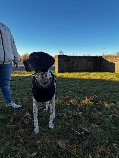 Enlarge Ryker, a ADOPTABLE German Shorthaired Pointer in Tewksbury, MA image 6/6