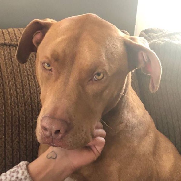 Rocky, a Adoptable mixed breed in Mission, KS image 1/5