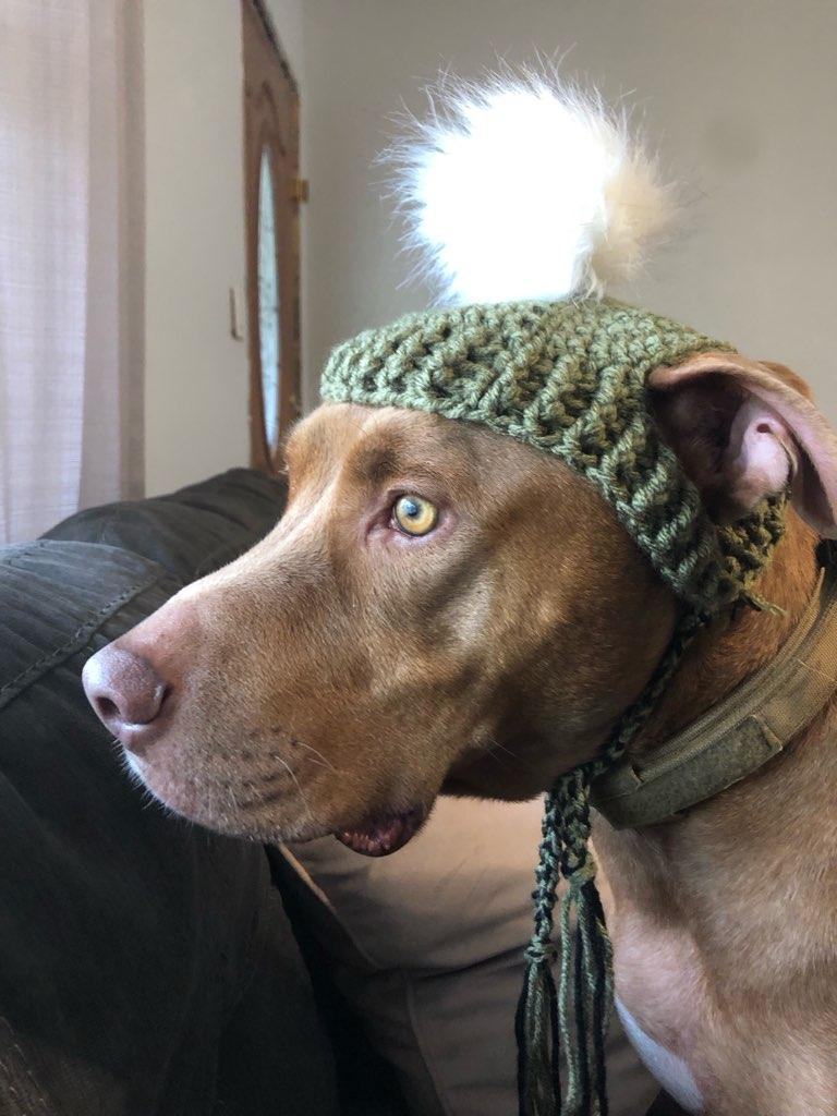 Rocky, a Adoptable mixed breed in Mission, KS image 2/5