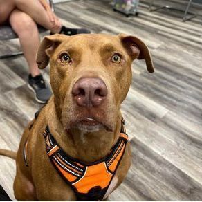 Rocky, Adoptable, Adult Male Labrador Retriever & Pit Bull Terrier.
