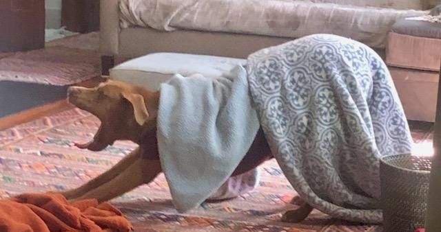 Rocky, a Adoptable mixed breed in Mission, KS image 4/5