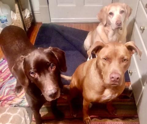 Rocky, a Adoptable mixed breed in Mission, KS image 5/5