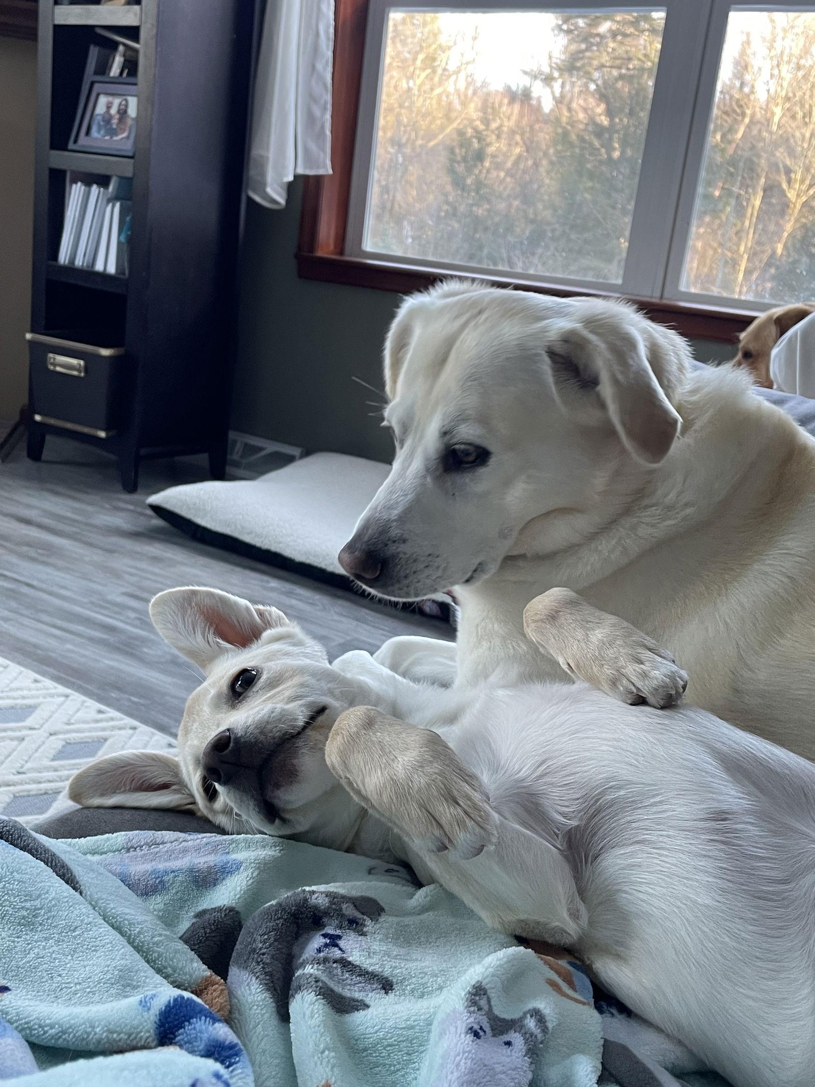 Breezy, Adoptable, Puppy Female Chihuahua & Husky.