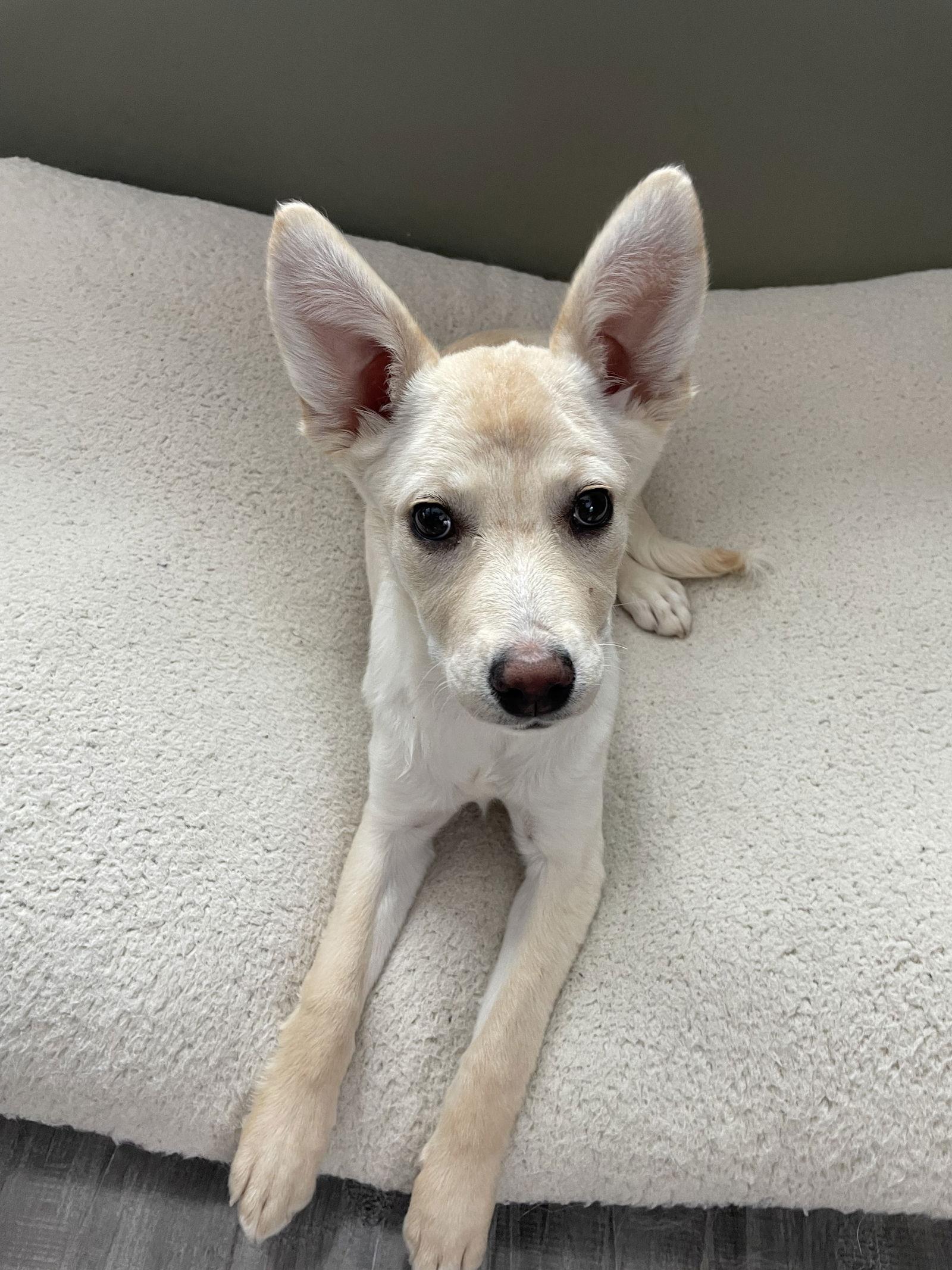 Breezy, Adoptable, Puppy Female Chihuahua & Yellow Labrador Retriever.