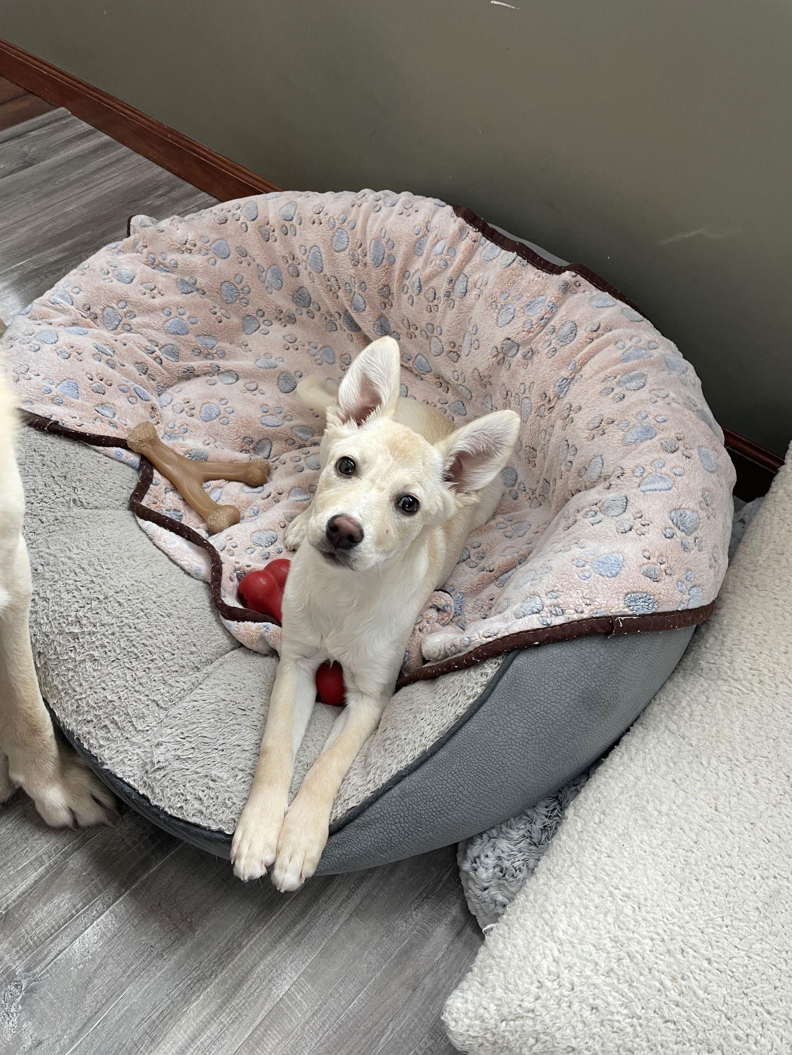 Breezy, a Adoptable mixed breed in Springville, NY image 2/2