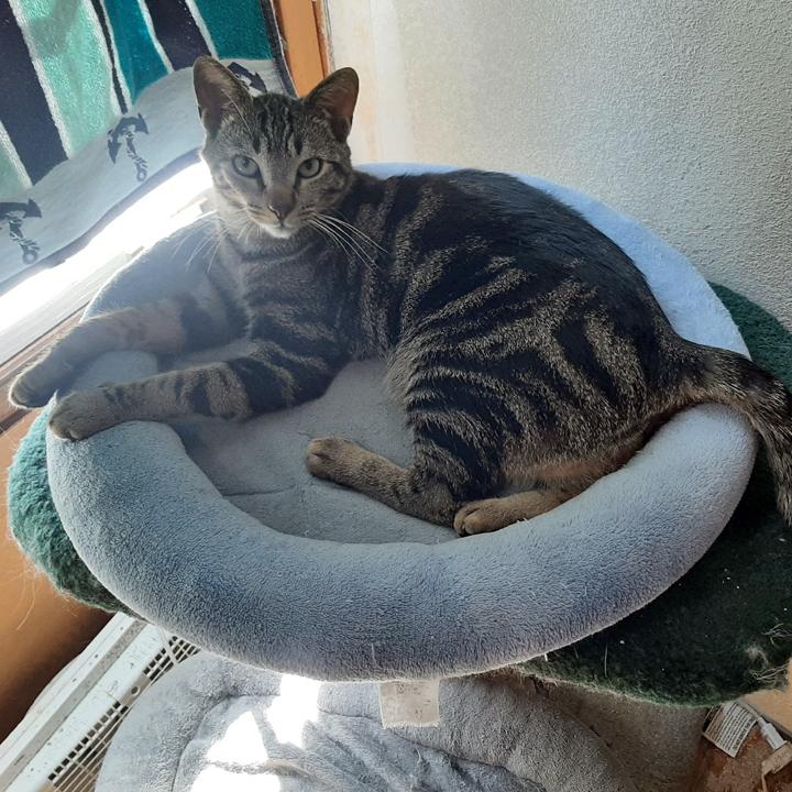 Harry Houdini, Adoptable, Young Male Domestic Short Hair.