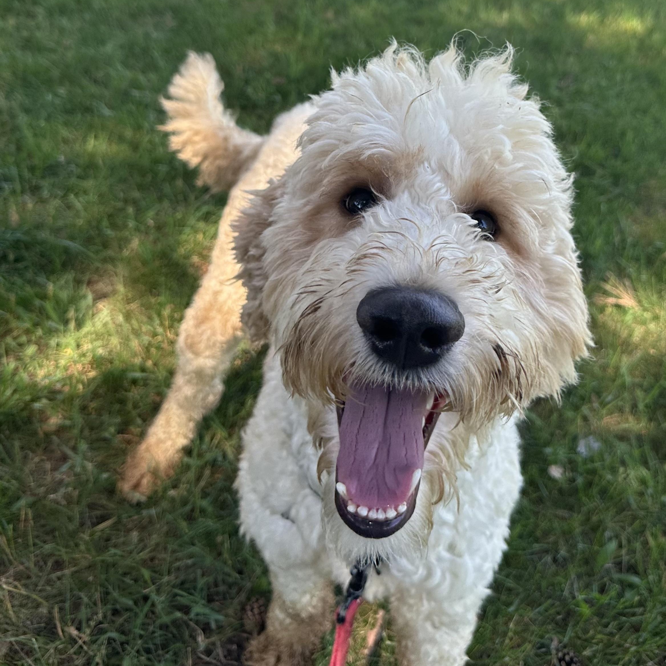 Gizmo - Foster Home Needed