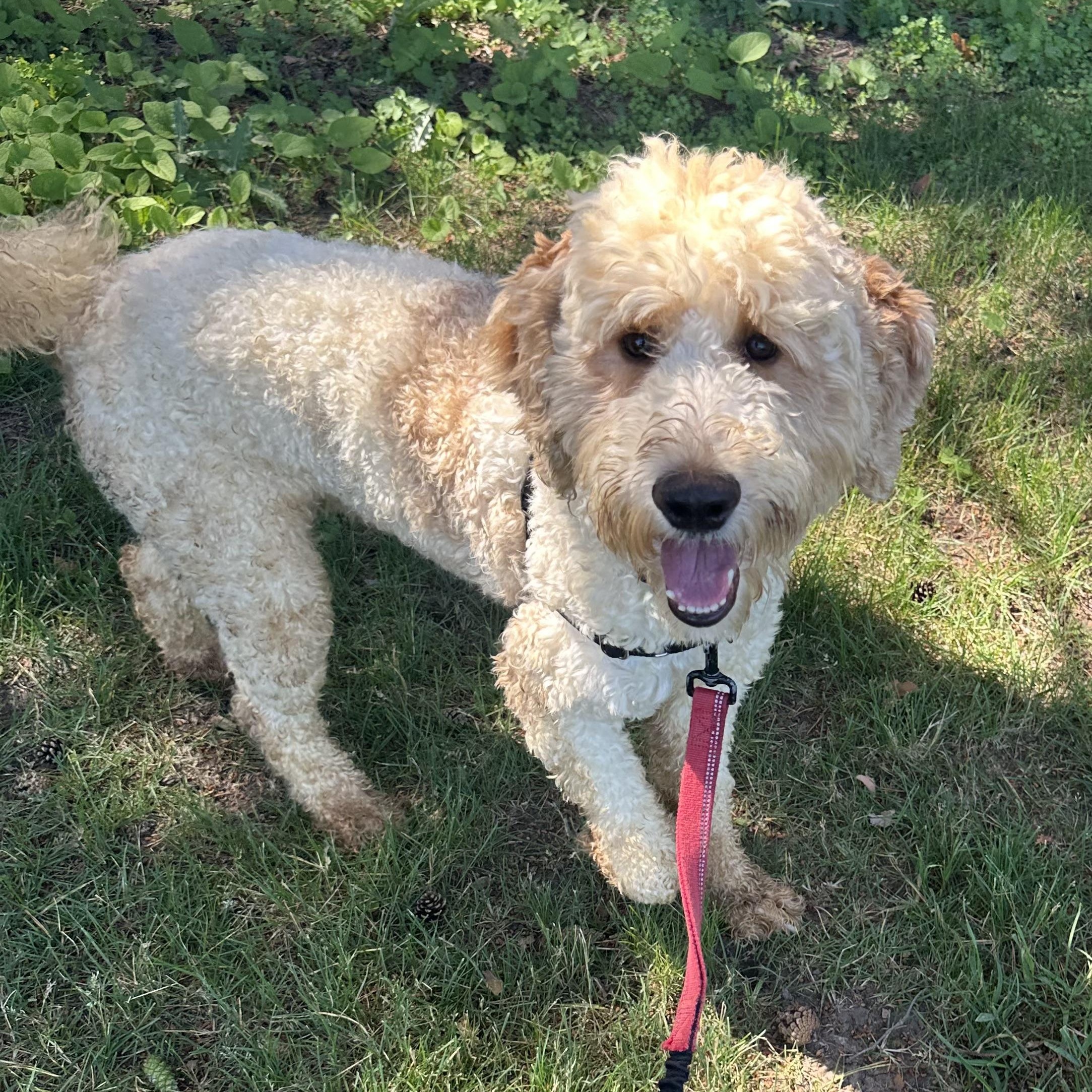 Gizmo - Foster Home Needed