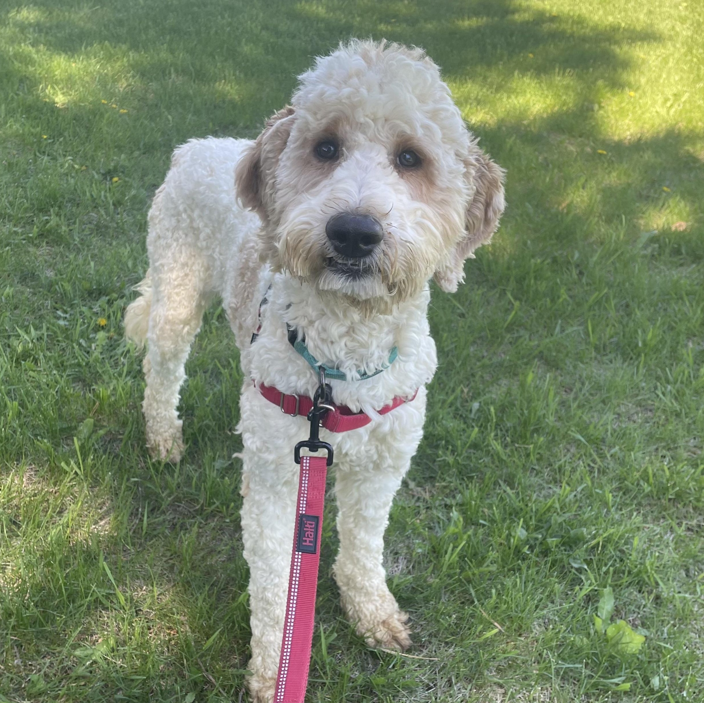 Gizmo - Foster Home Needed
