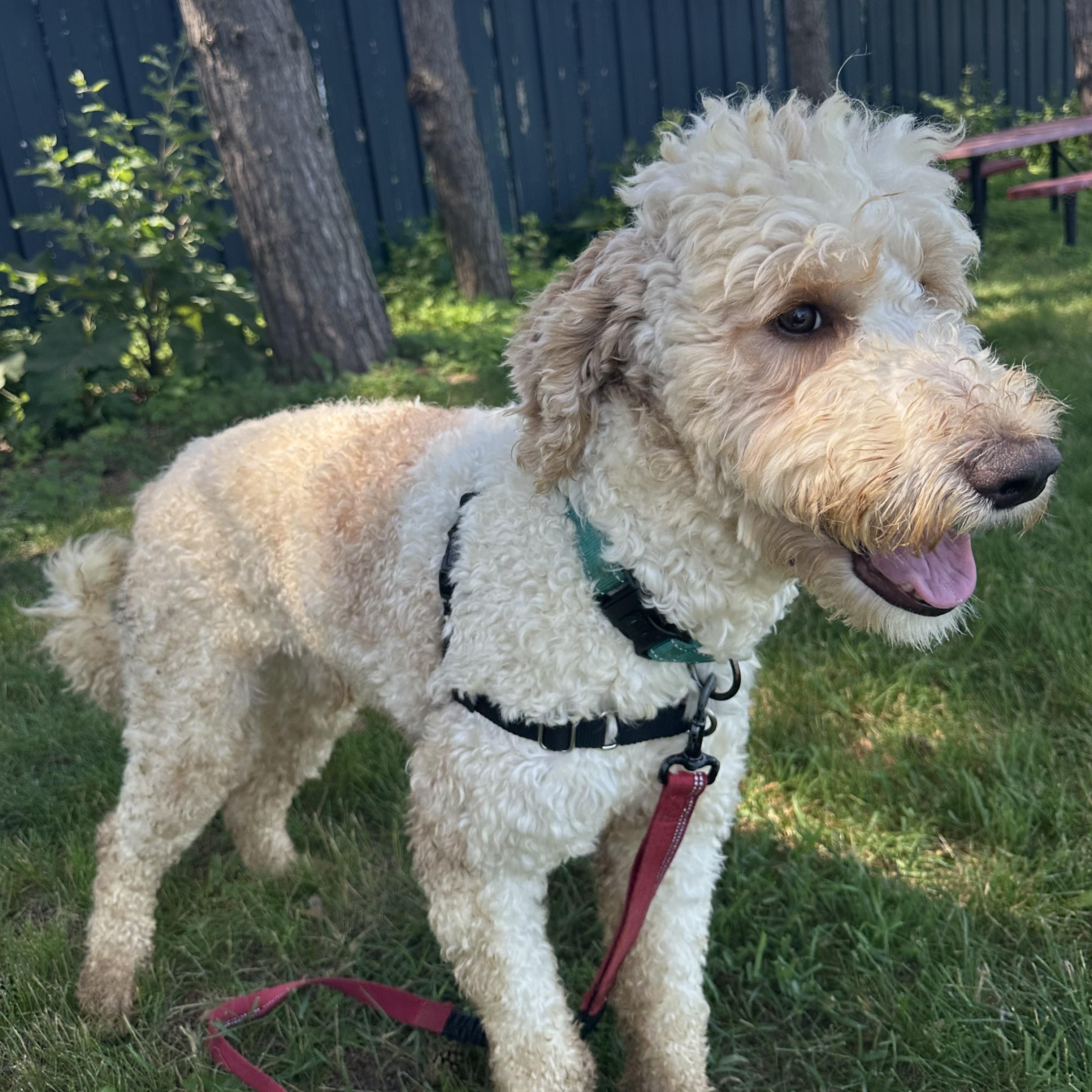 Gizmo - Foster Home Needed