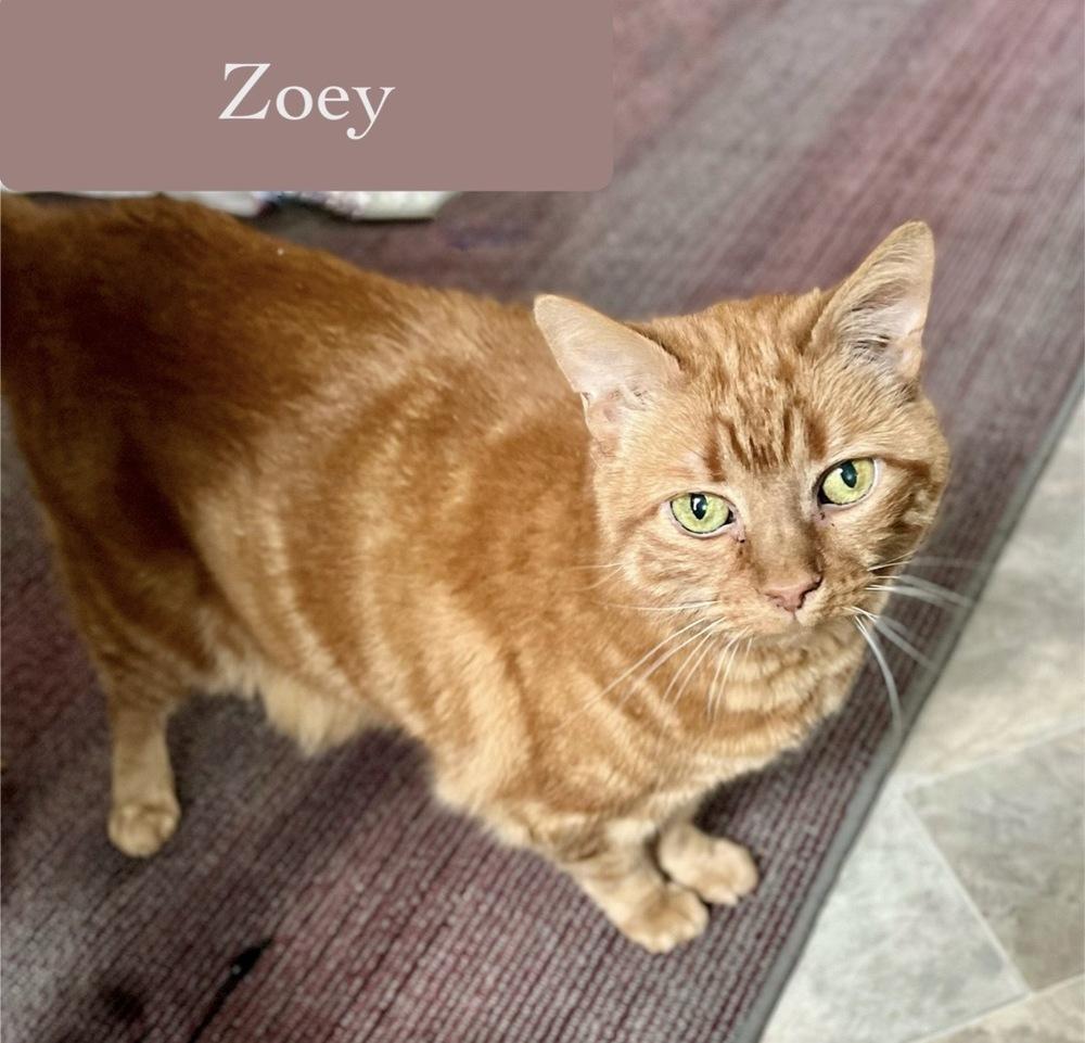Zoey, a Adoptable Domestic Short Hair in Chalfont, PA image 2/6