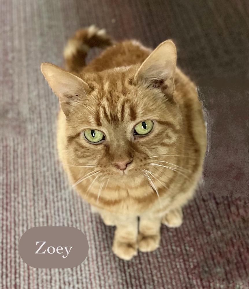 Zoey, a Adoptable Domestic Short Hair in Chalfont, PA image 1/6
