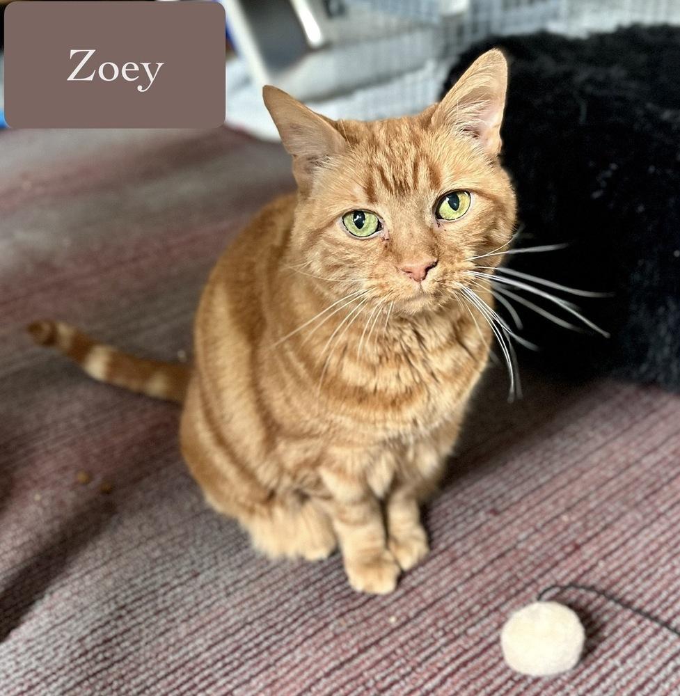 Zoey, a Adoptable Domestic Short Hair in Chalfont, PA image 3/6
