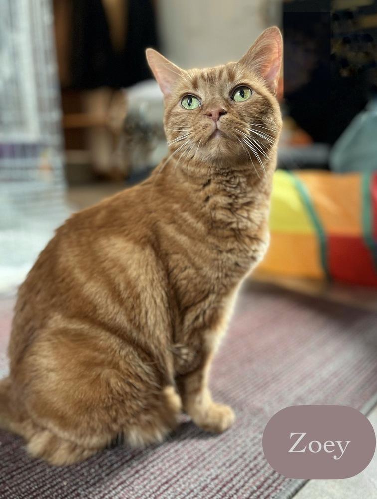 Zoey, a Adoptable Domestic Short Hair in Chalfont, PA image 4/6