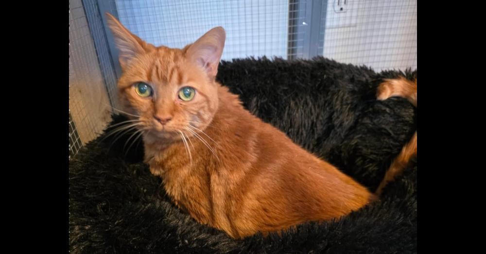 Zoey, a Adoptable Domestic Short Hair in Chalfont, PA image 5/6