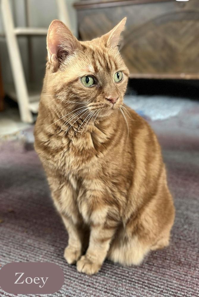 Zoey, a Adoptable Domestic Short Hair in Chalfont, PA image 6/6