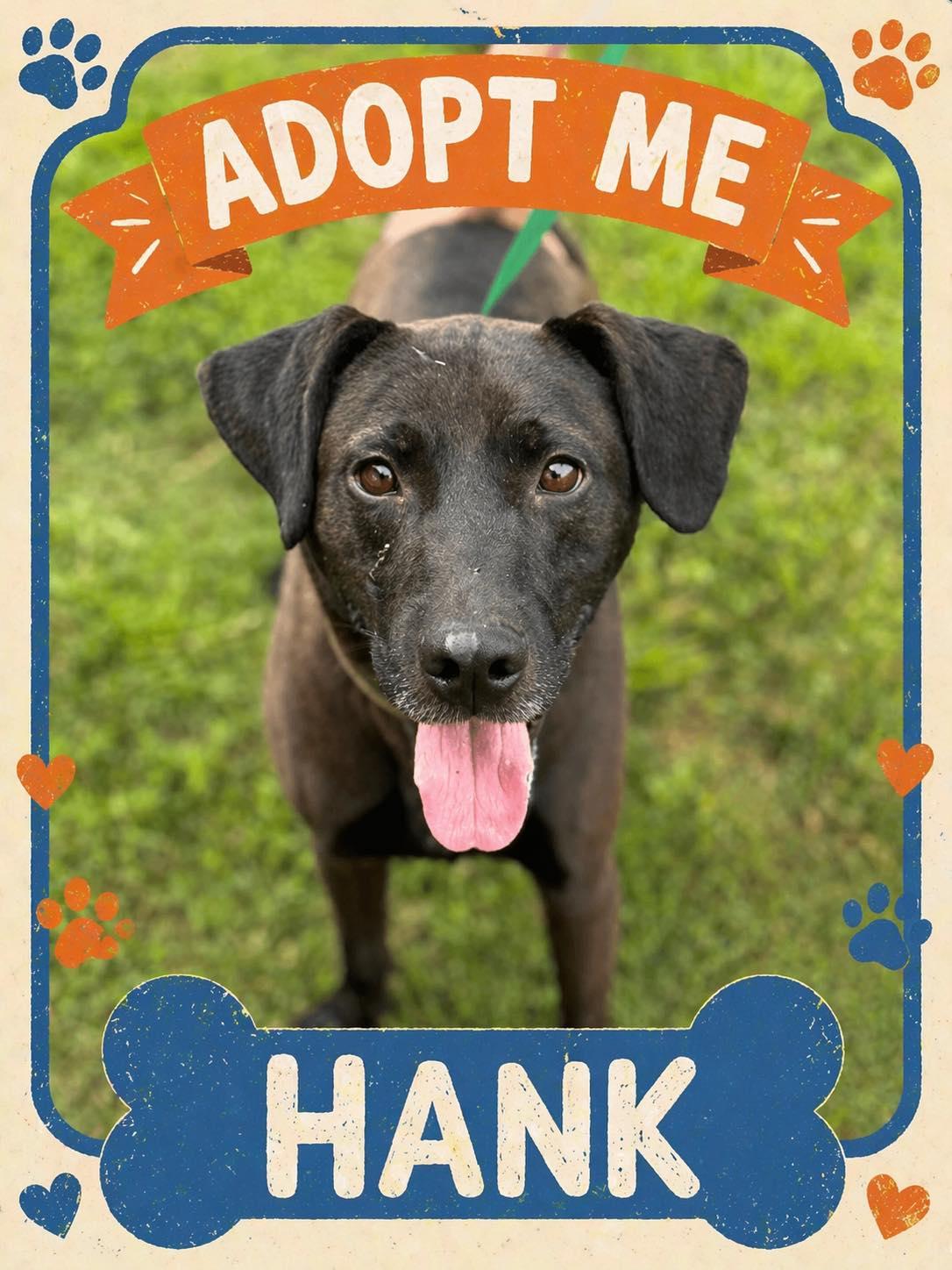 Hank, ADOPTABLE, Adult Male Chocolate Labrador Retriever.