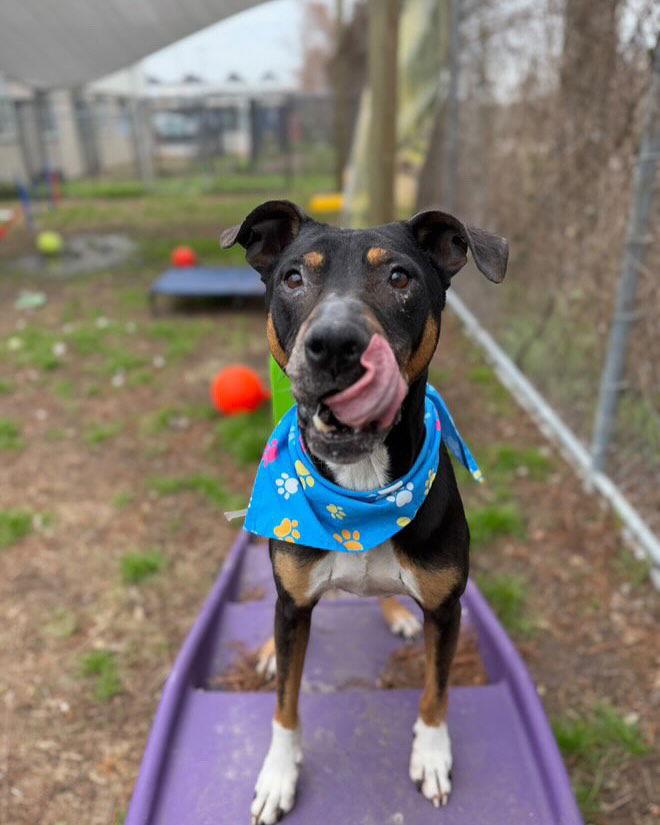 Enlarge Duke, a Adoptable mixed breed in Houston, TX image 1/3