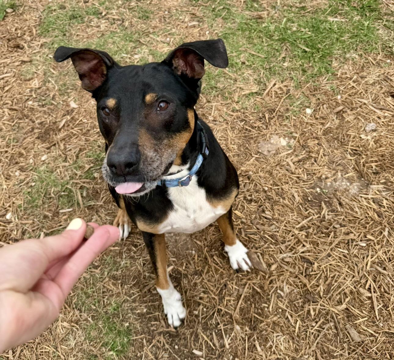 Enlarge Duke, a Adoptable mixed breed in Houston, TX image 2/3