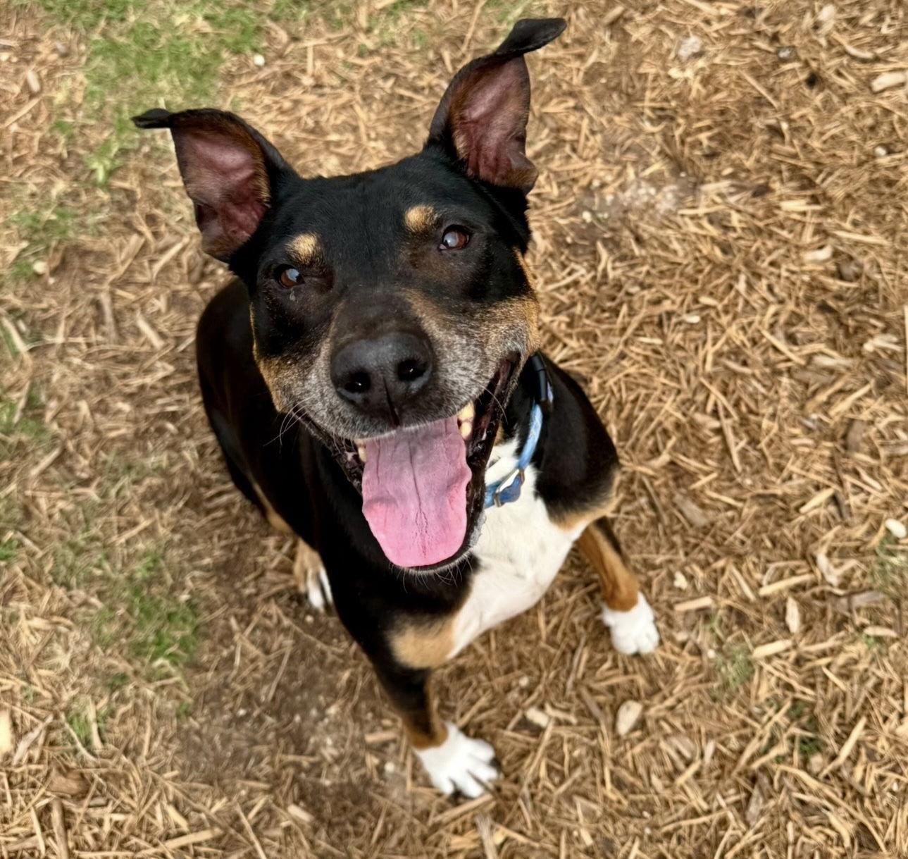 Enlarge Duke, a Adoptable mixed breed in Houston, TX image 3/3