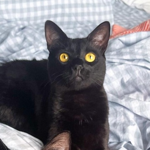 Bumbleberry, Adoptable, Adult Female Domestic Short Hair.