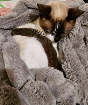 KittyKittyBaby, a Adoptable mixed breed in Homewood, AL image 3/4