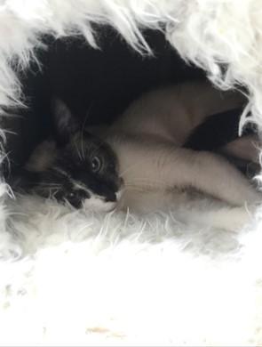 KittyKittyBaby, a Adoptable mixed breed in Homewood, AL image 4/4