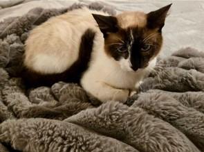 KittyKittyBaby, a Adoptable mixed breed in Homewood, AL image 2/4