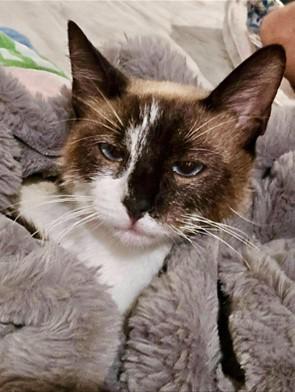 KittyKittyBaby, Adoptable, Young Male Siamese.
